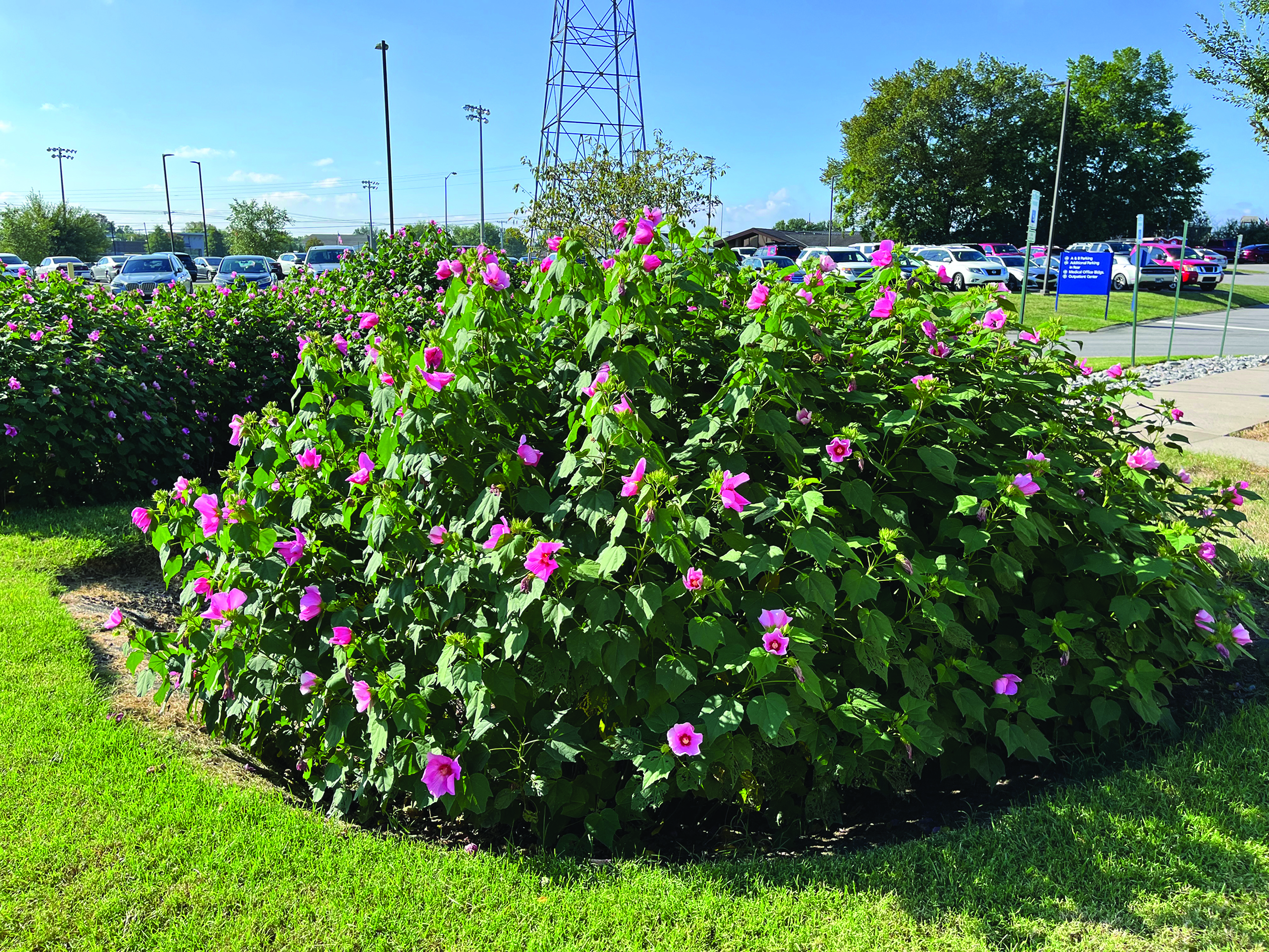 Runoff to Rain Gardens:  Engineering Environmental Infrastructure for the Louisiana Landscape